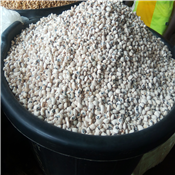 White{Iron} Beans 1 Paint